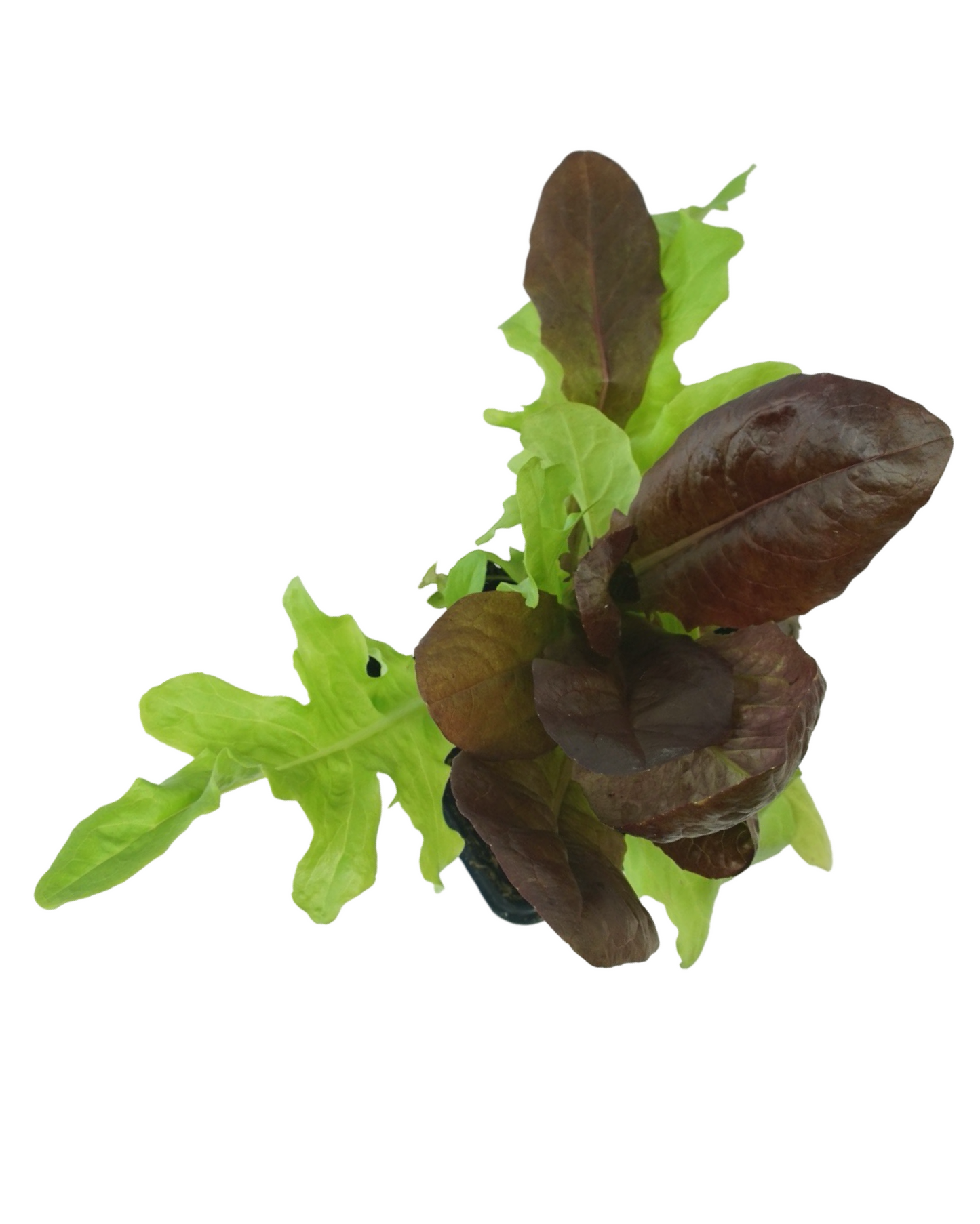 Lettuce Mix
