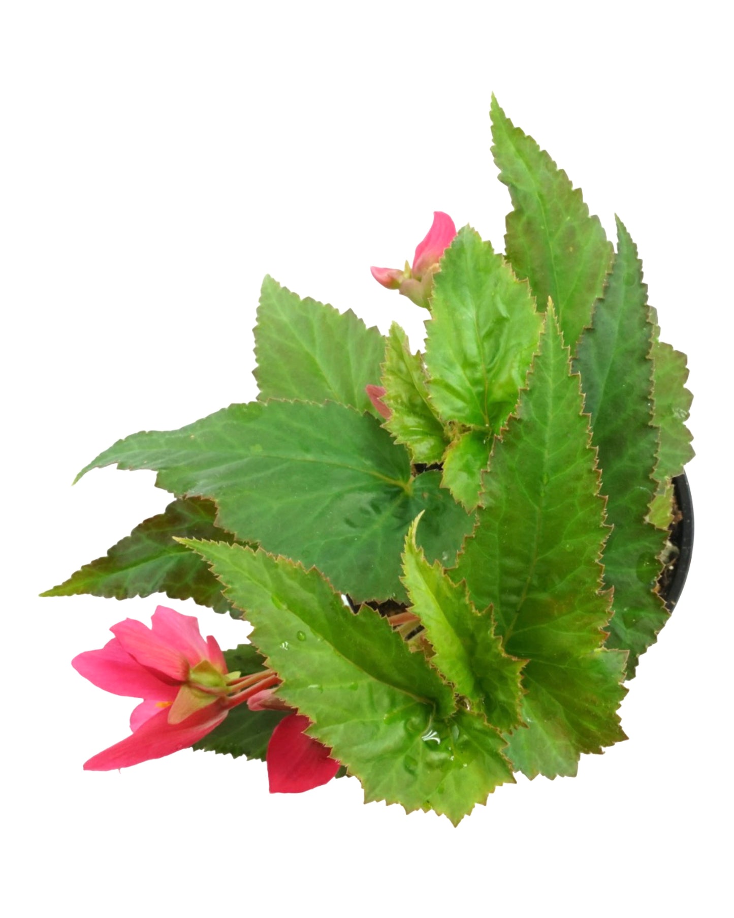 Begonia 'Dragon Wing Bronze Leaf Pink' 4 Inch - Annuals