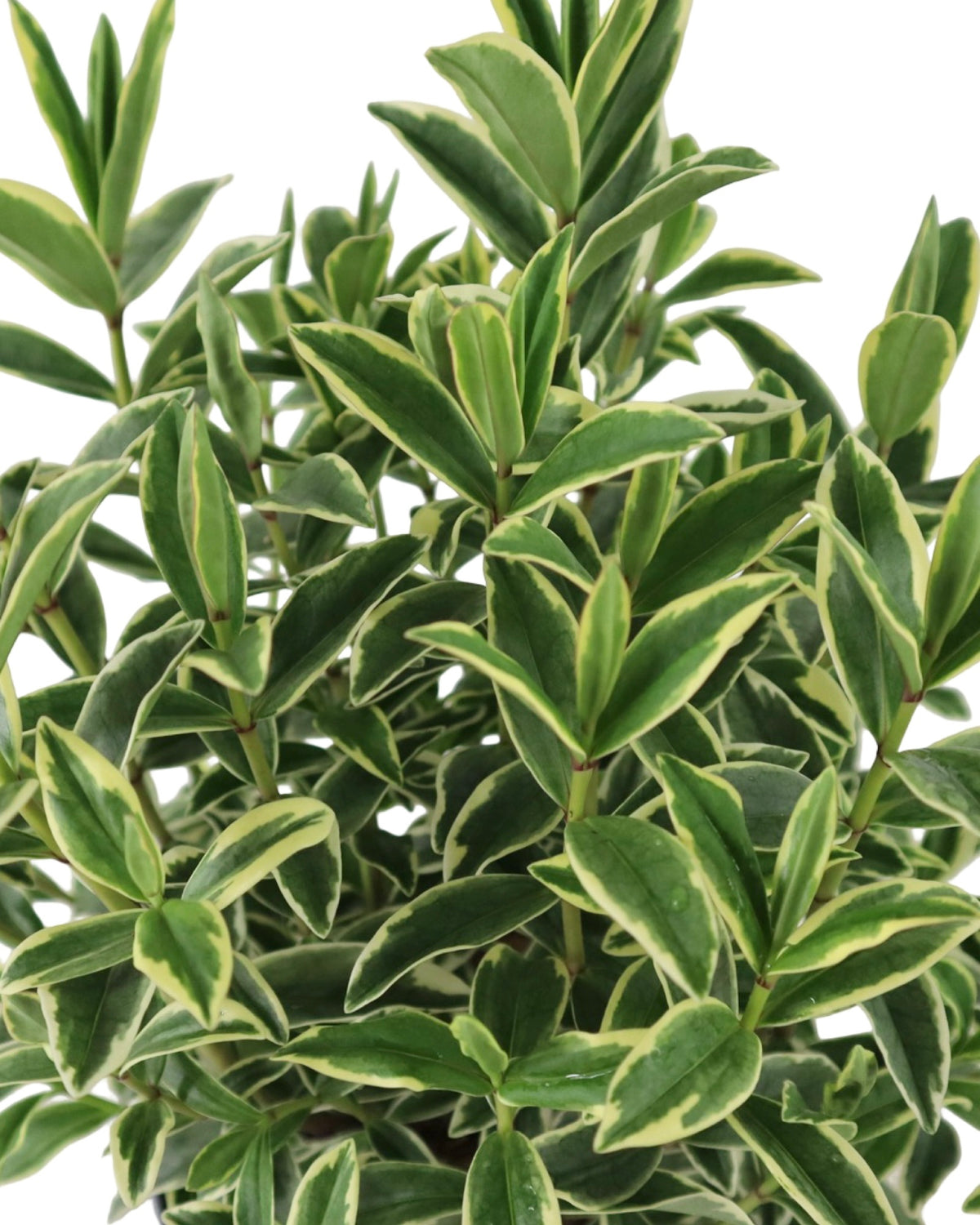 Hebe Vinoa® 'Wild Blue' - Shrubs