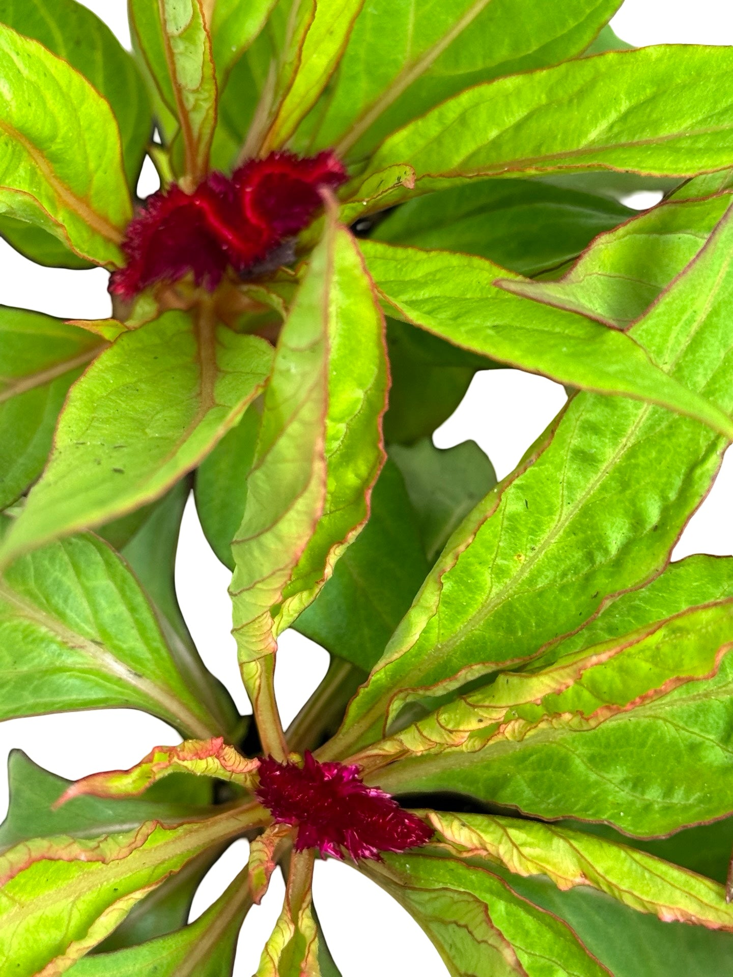 Celosia 'Jewel Box' Crested - Annuals
