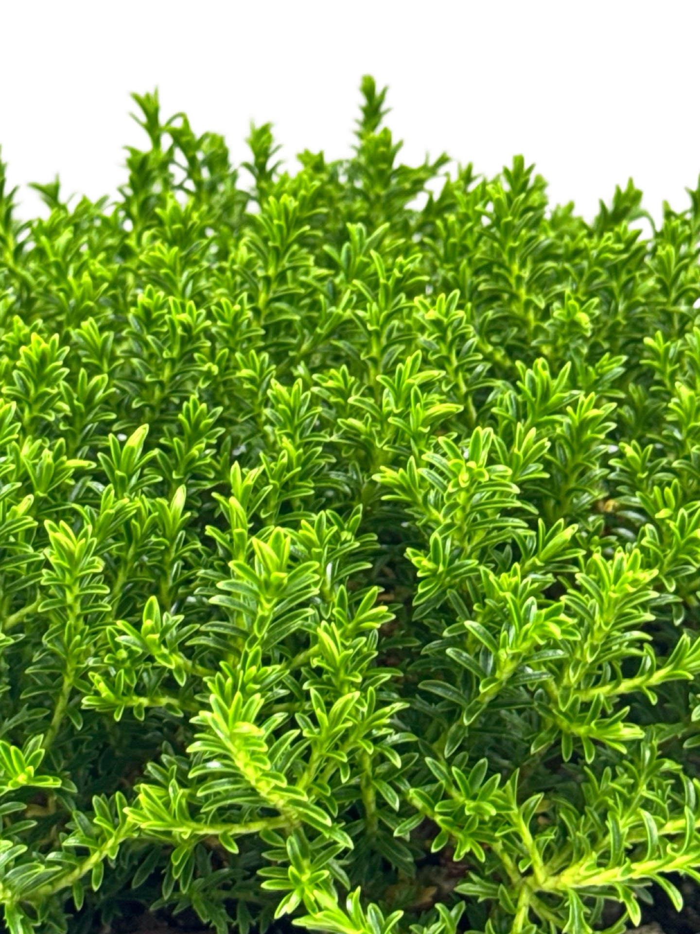Hebe 'Mckeanii' - Shrubs