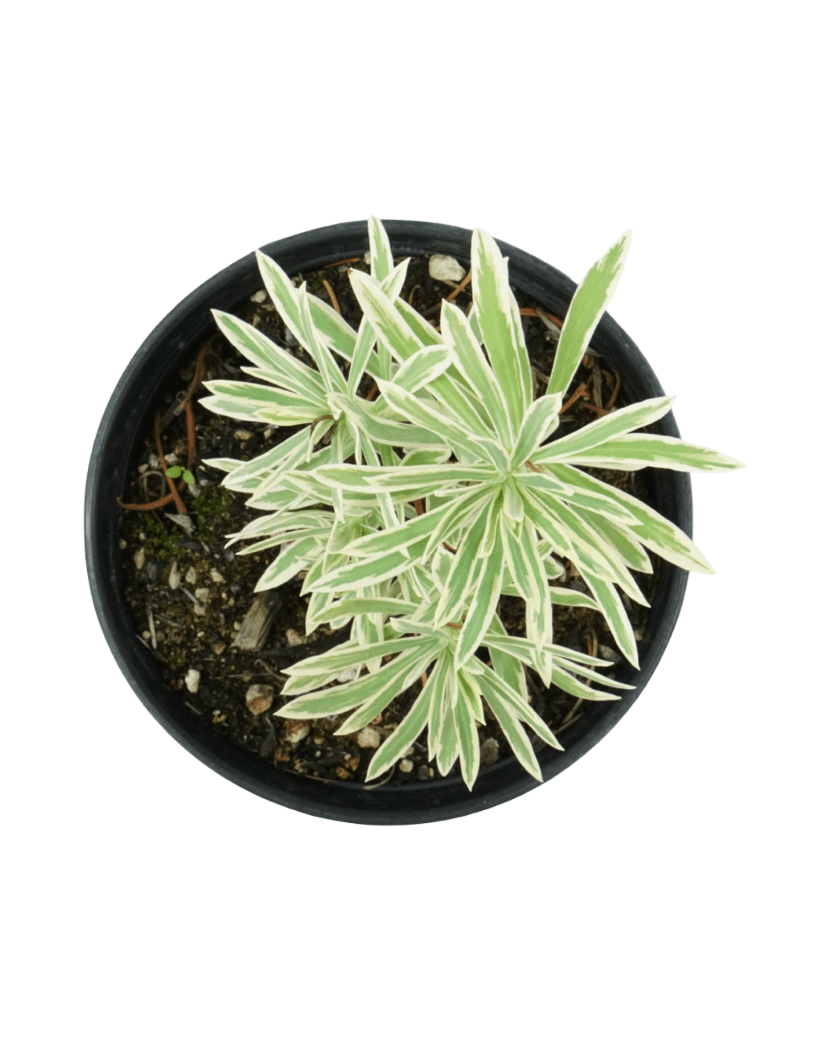 Euphorbia 'Tasmanian Tiger' - The Garden Corner