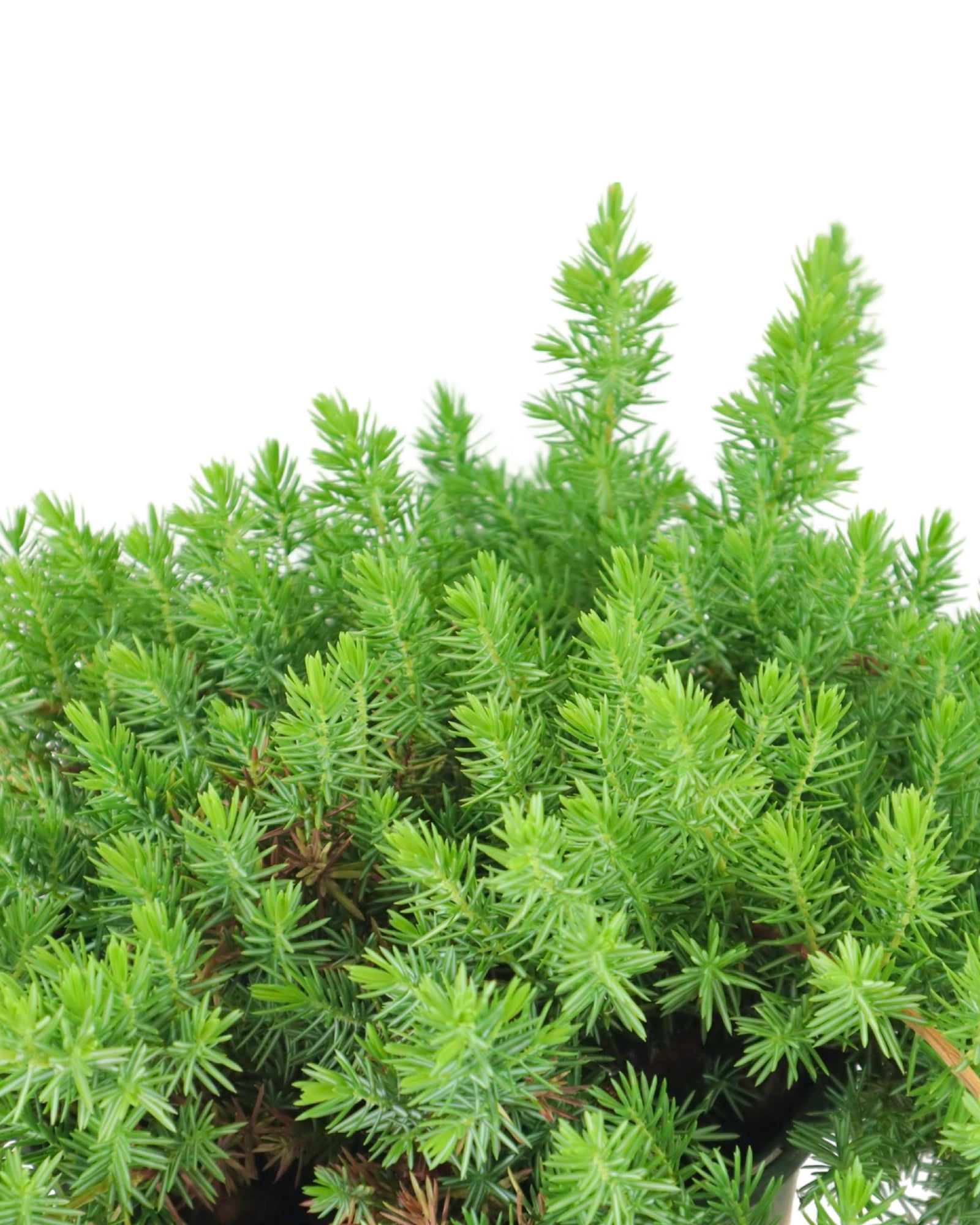 Juniperus conferta 'Blue Pacific' - Shrubs