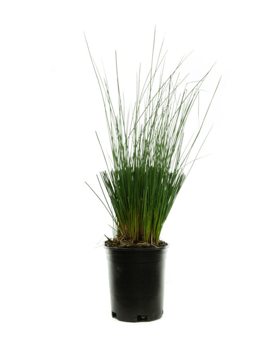 Juncus tenuis 'Blue Dart' - The Garden Corner