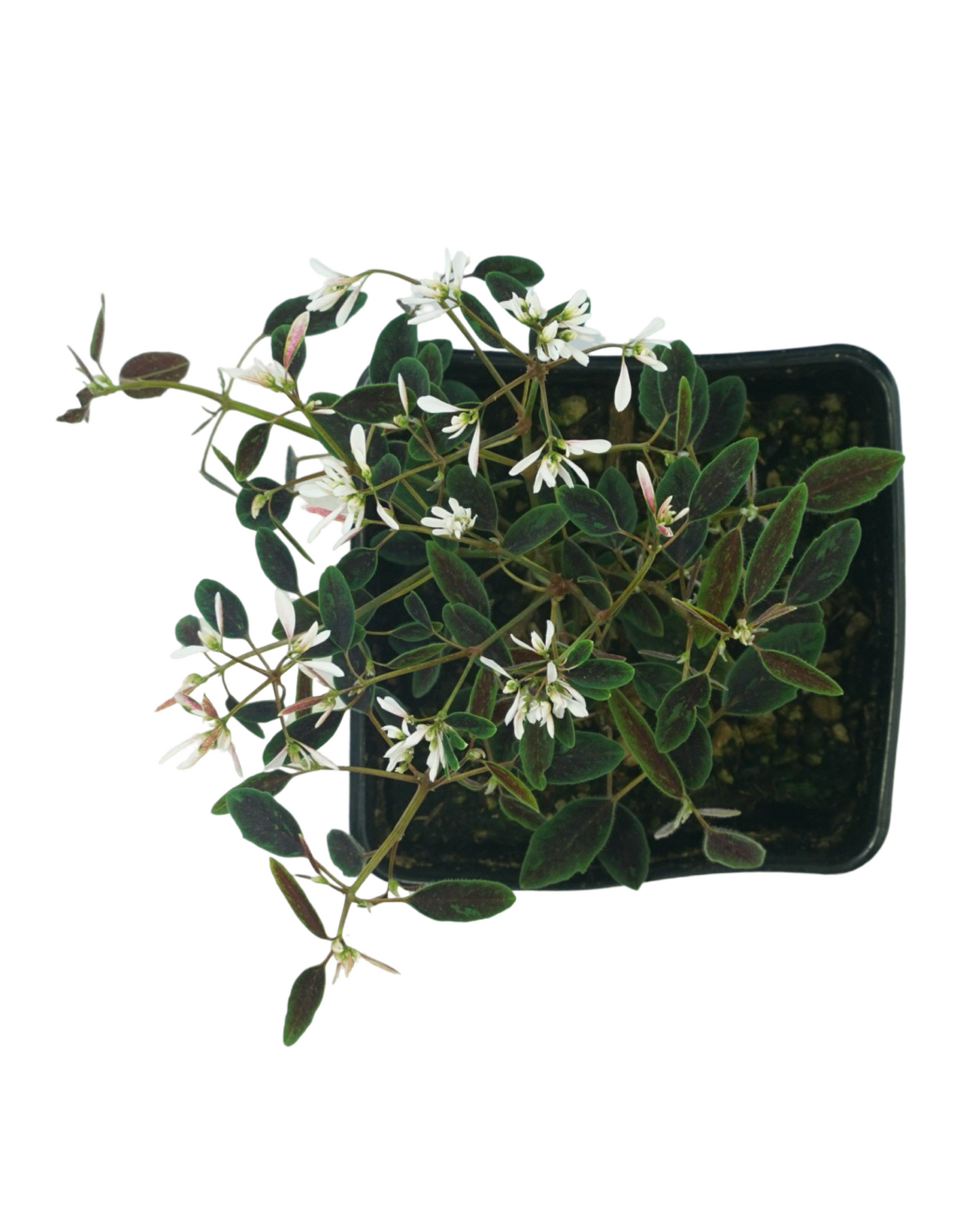 Euphorbia Breathless® ‘Blush’