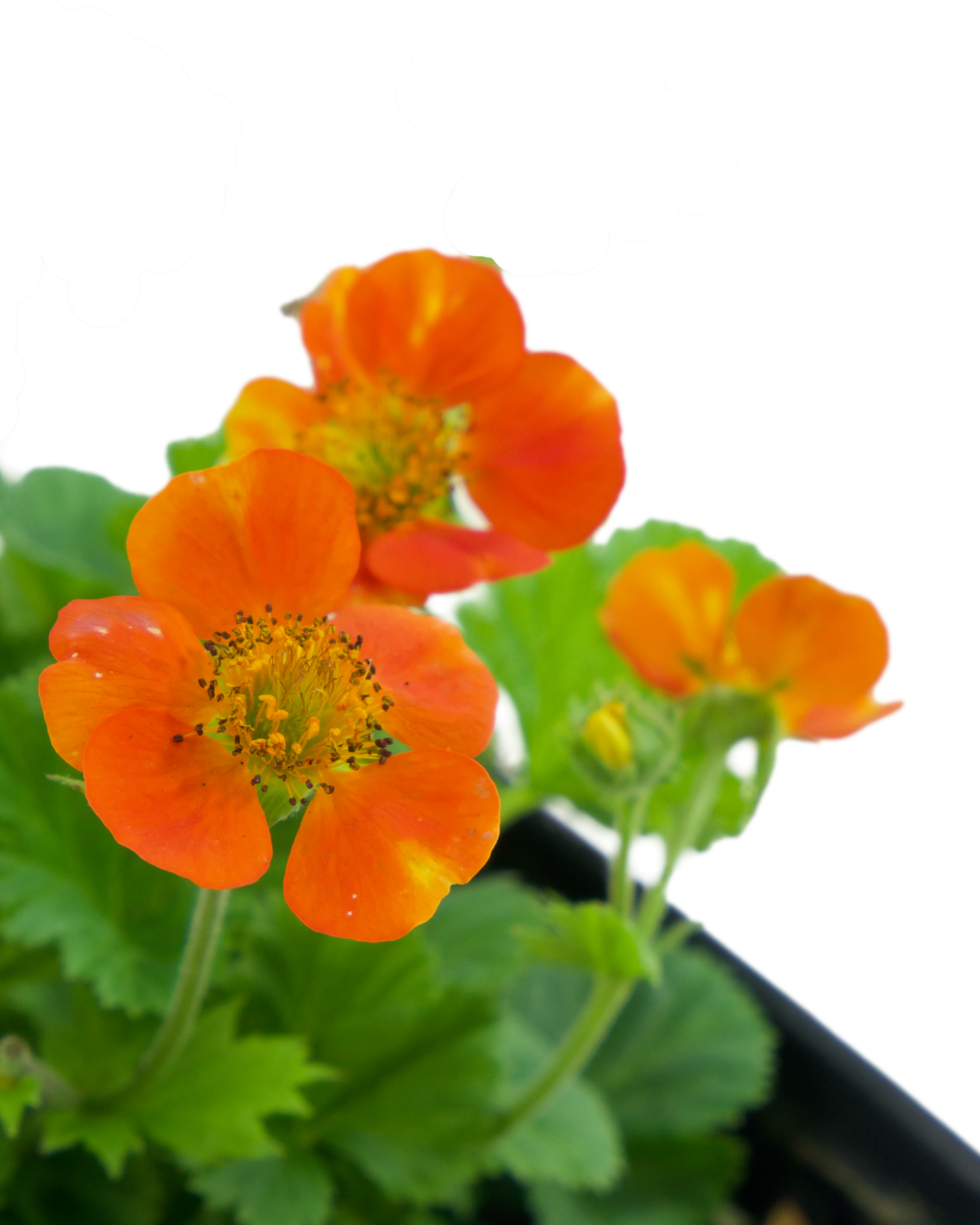 Geum coccineum 'Koi'