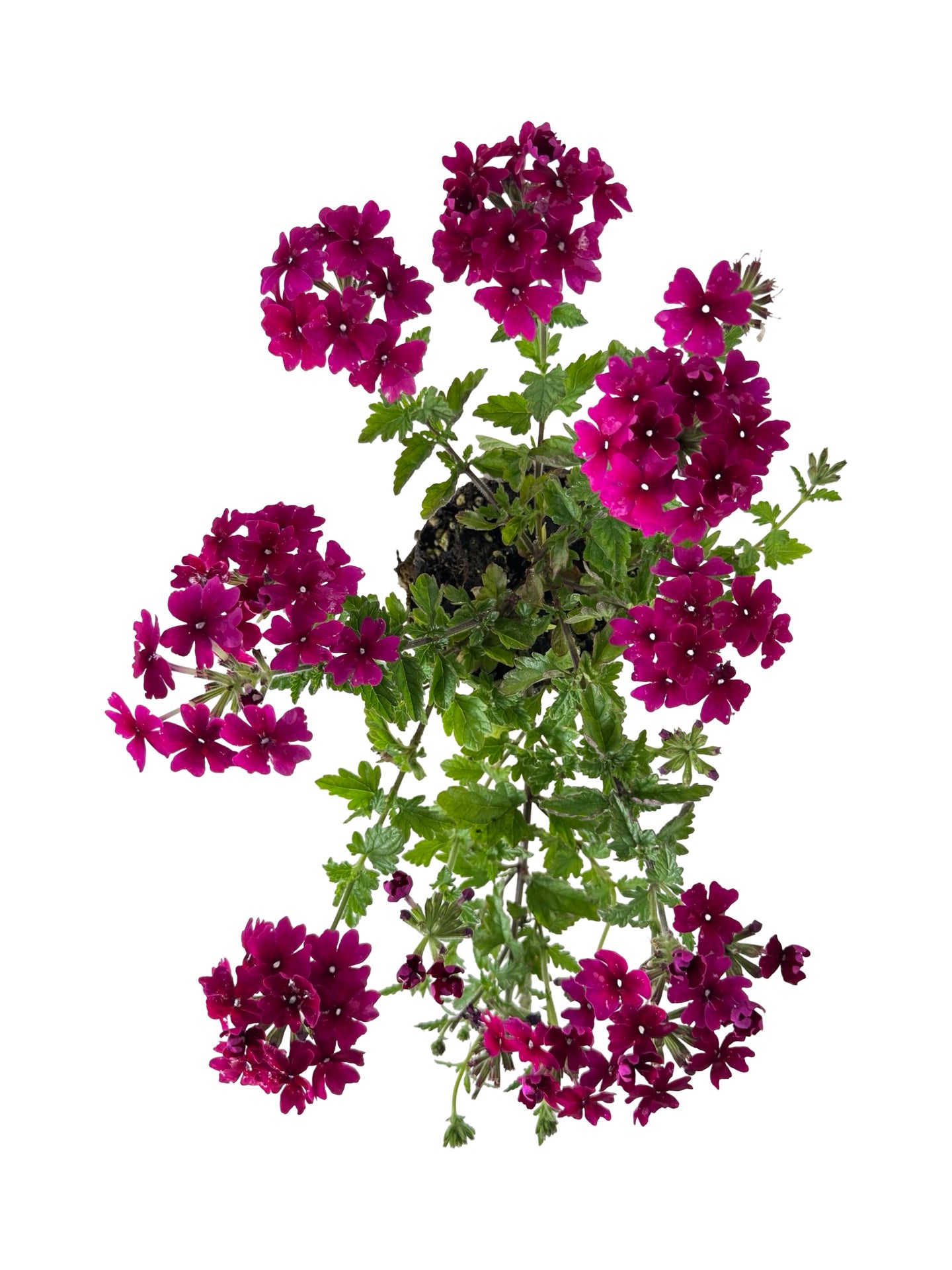 Verbena 'Lanai Magenta' - Annuals