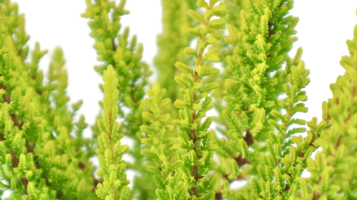 Calluna vulgaris 'Barcelona' - Shrubs