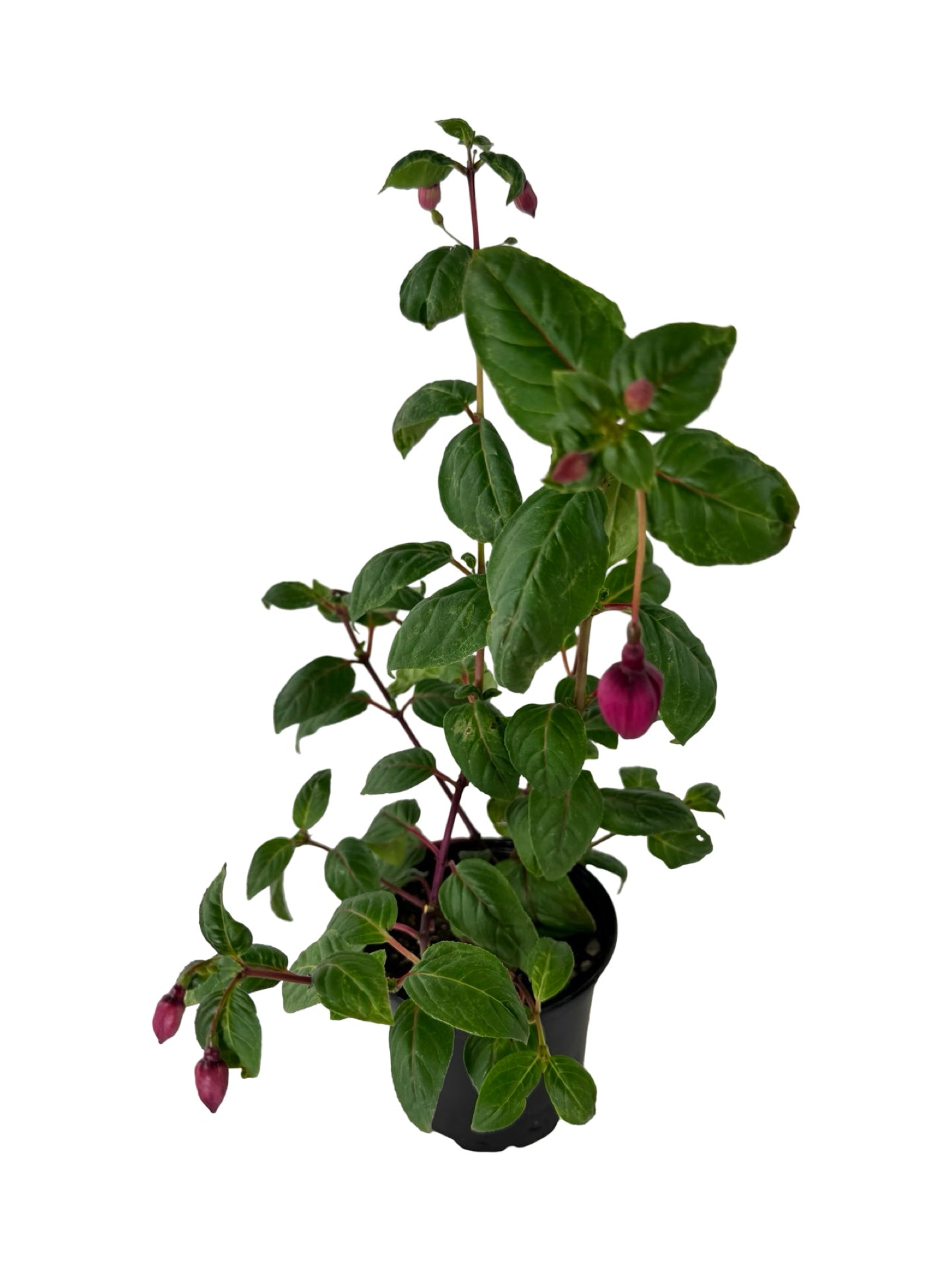 Fuchsia 'Giant Blacky' - Annuals