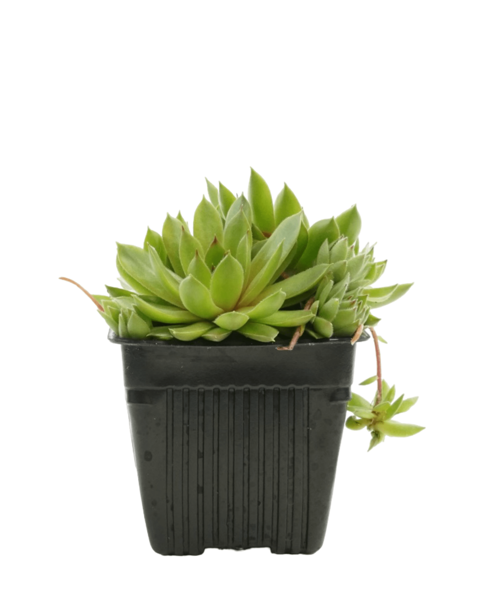Sempervivum 'Bernstein' - The Garden Corner