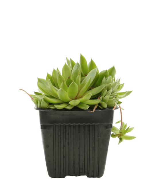 Sempervivum 'Bernstein' - The Garden Corner