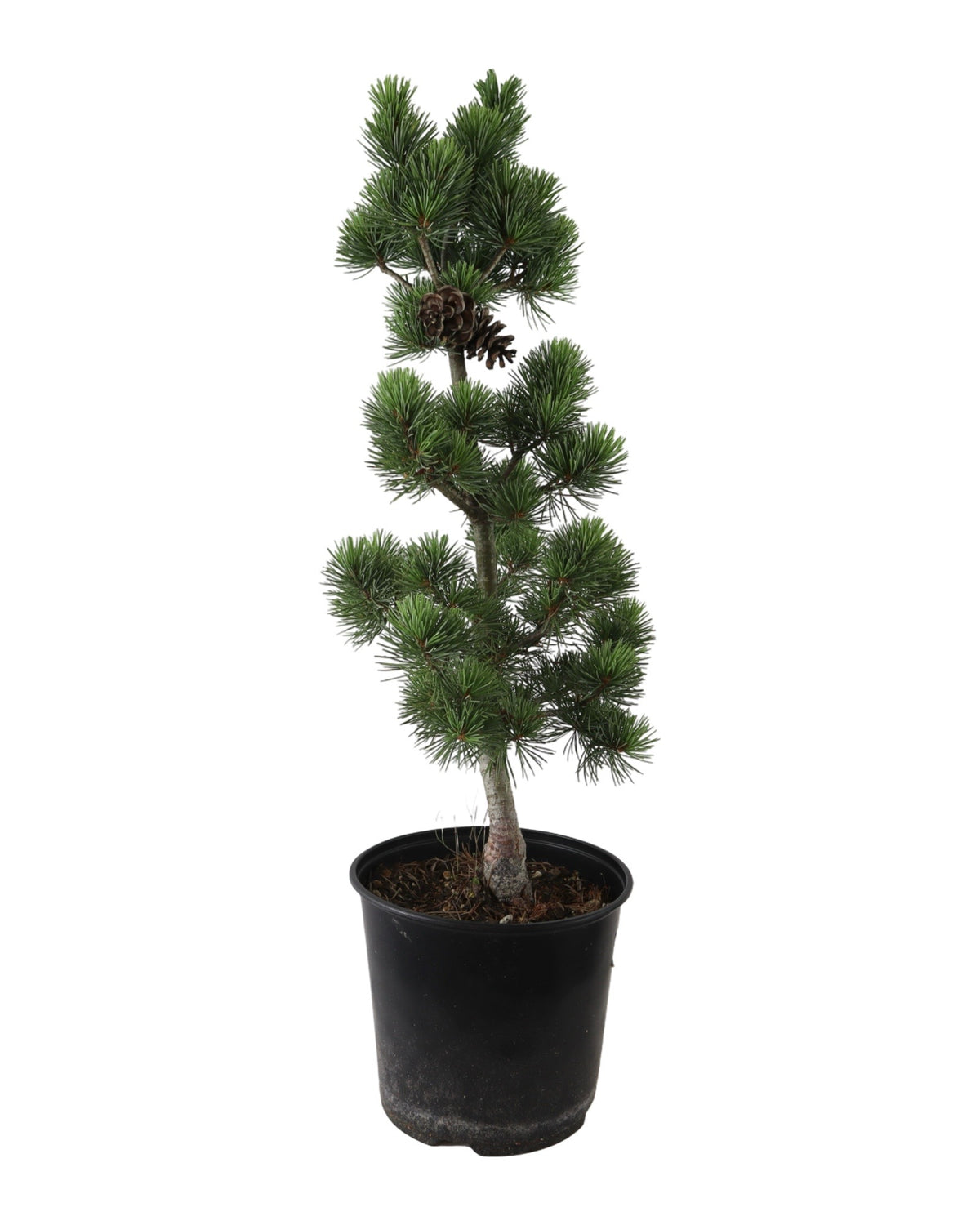 Pinus parviflora 'Aoi' - Trees