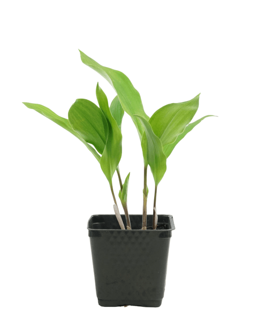 Convallaria majalis - The Garden Corner
