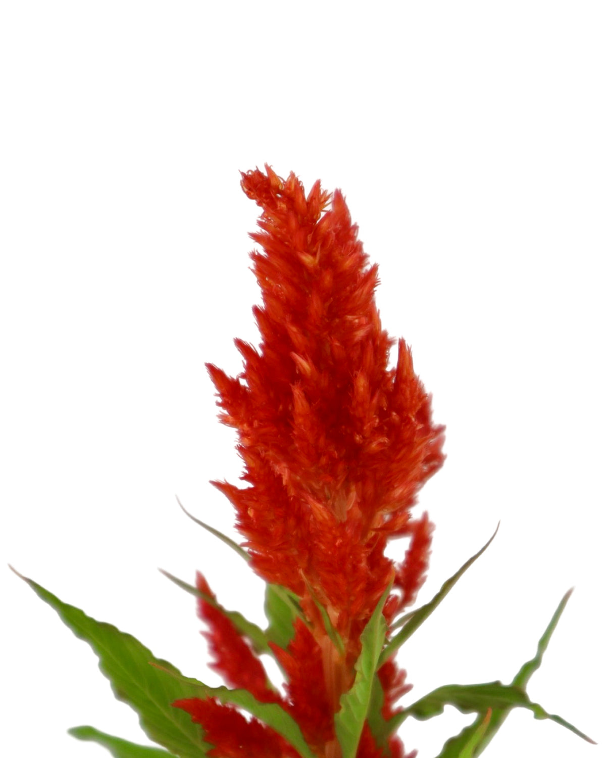 Celosia plumosa Bright Sparks™ Scarlet - Annuals