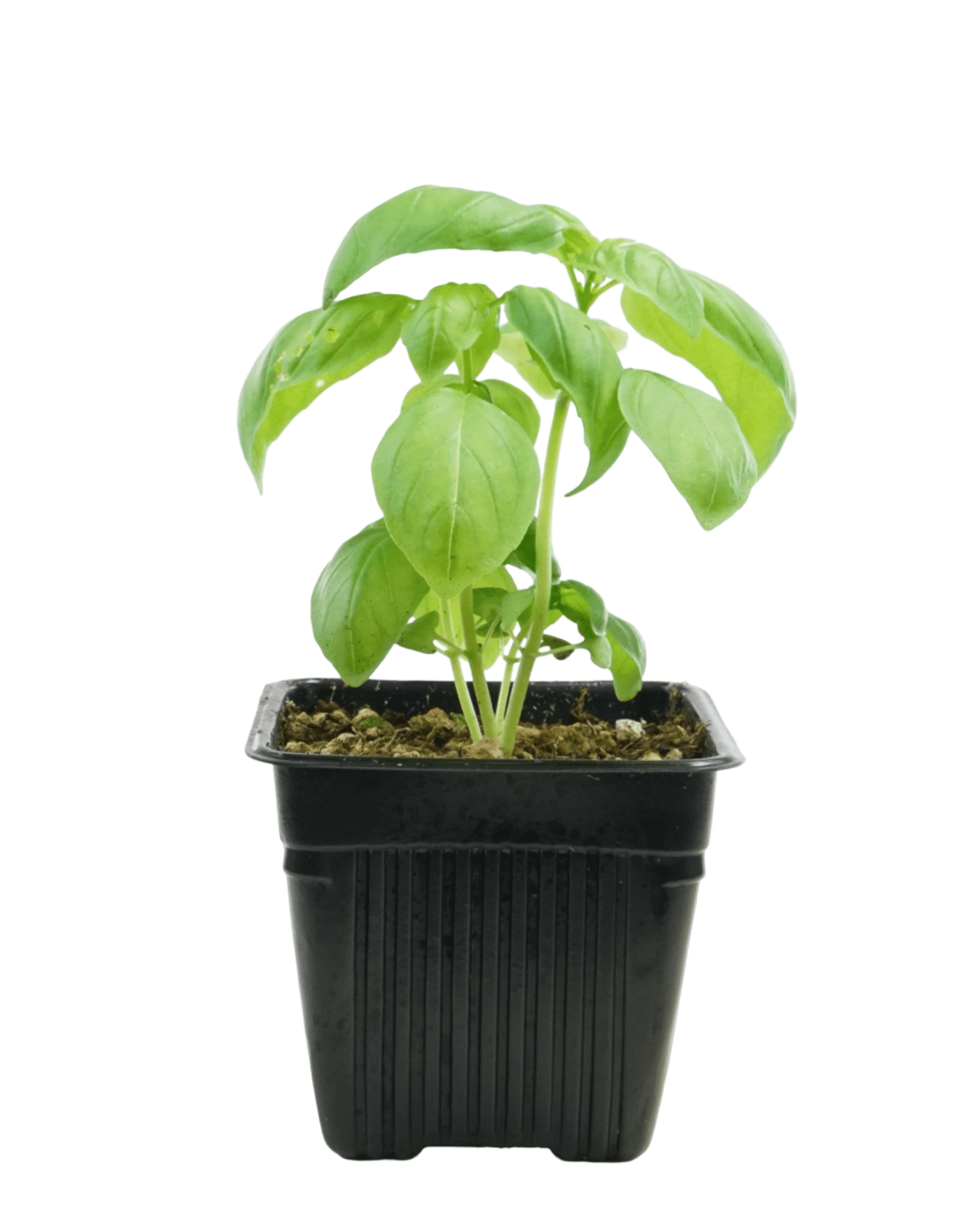 Basil Sweet Italian - The Garden Corner