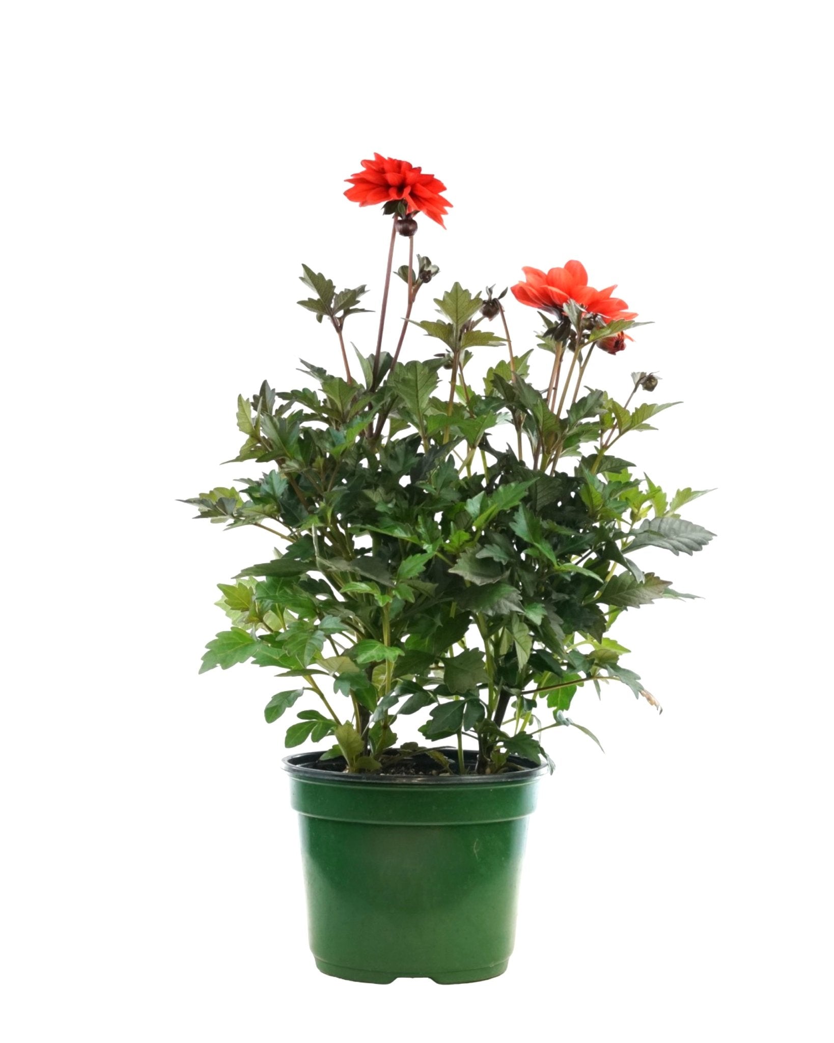 Dahlia 'City Lights™' - Annuals
