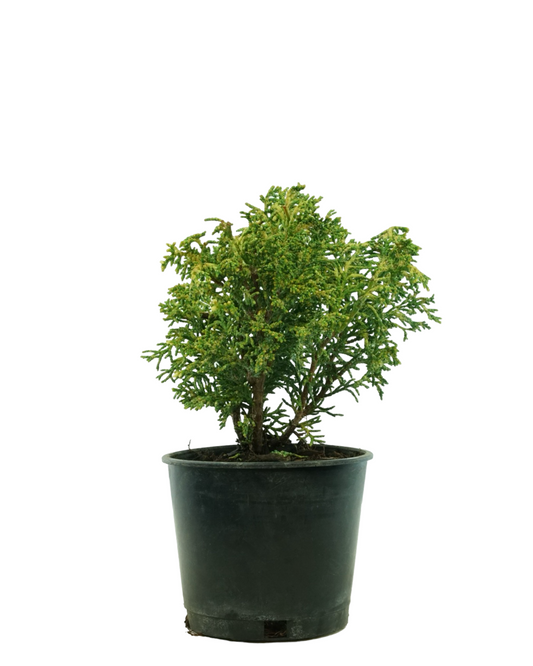 Chamaecyparis obtusa 'Mariesii'