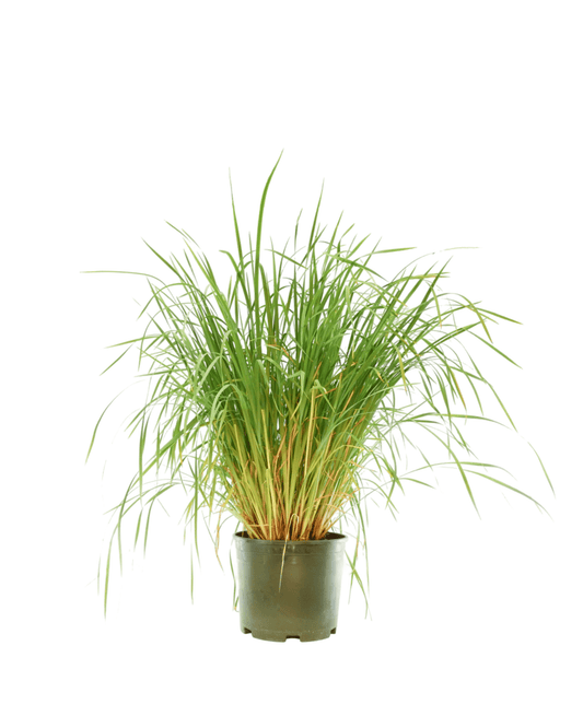 Iris Caesar's Brother - The Garden Corner