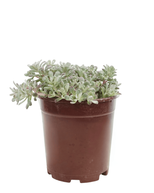 Sedum spathulifolium 'Carnea' - The Garden Corner