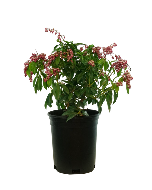 Pieris japonica 'Enchanted Forest Gay Goblin'
