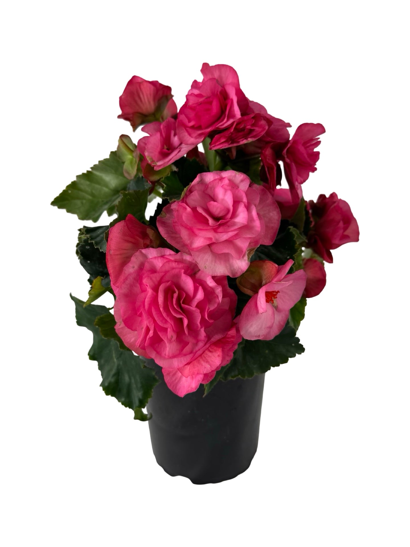 Solar Begonia Light Pink - Annuals