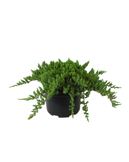 Juniperus procumbens 'Green Mound' - Shrubs