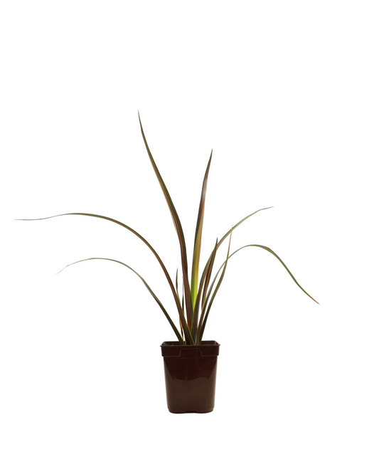Phormium 'Pink Panther'