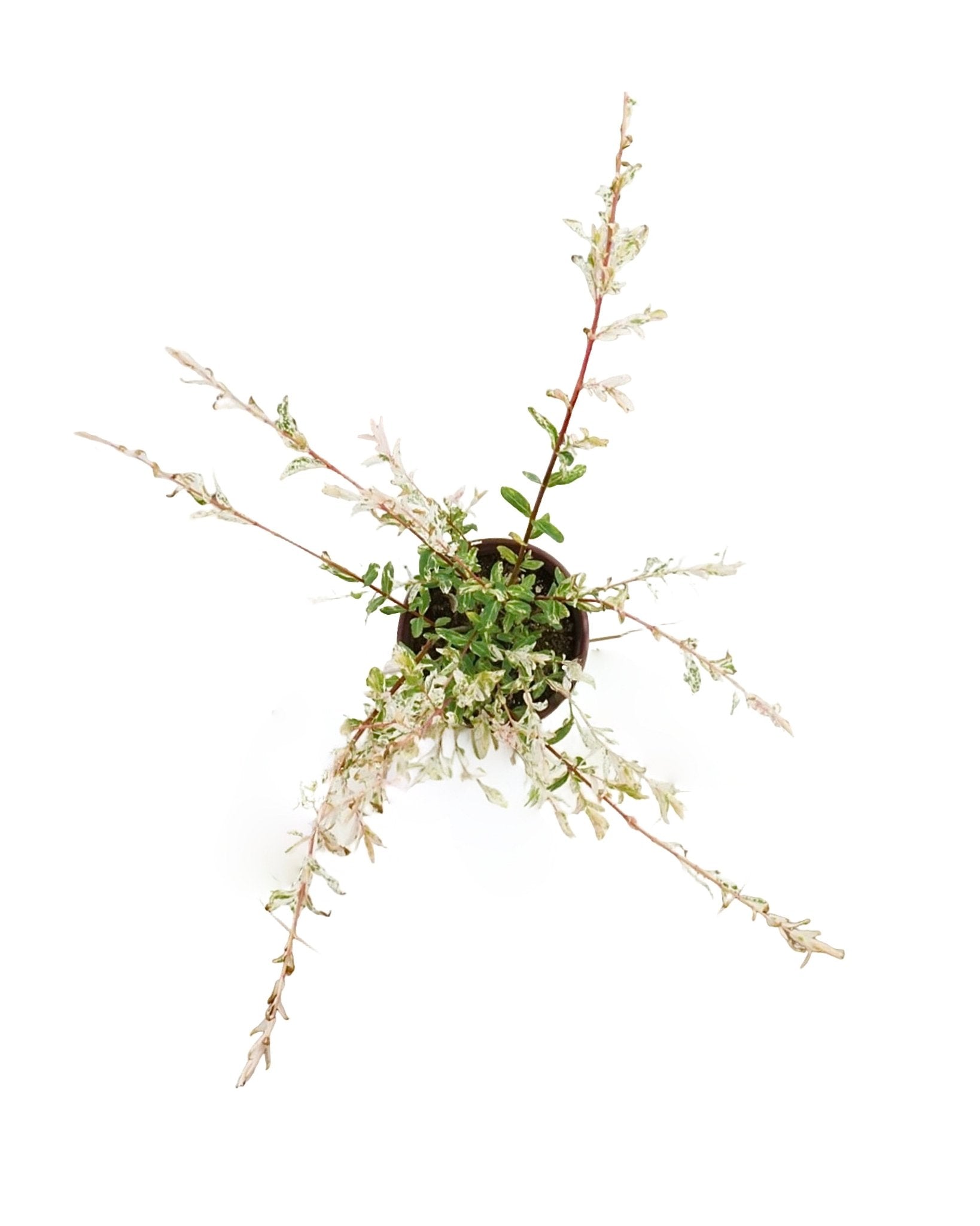 Salix integra 'Hakuro Nishiki' - The Garden Corner