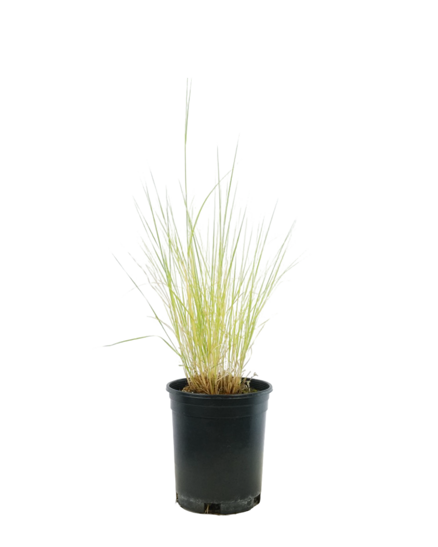 Bouteloua gracilis 'Blonde Ambition'