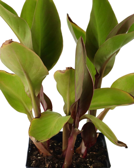 Canna Cannova® Bronze Peach - Perennials