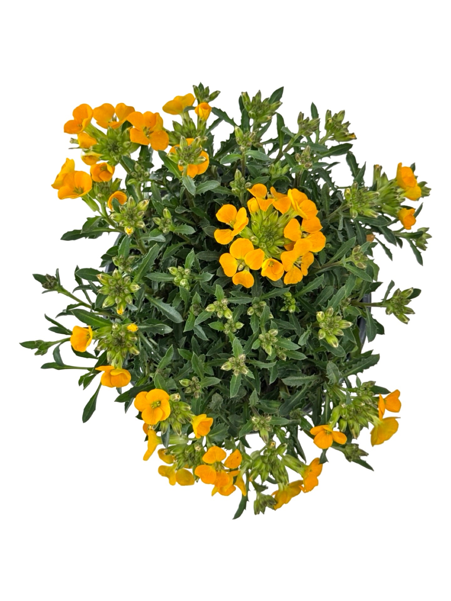 Erysimum Glow™ 'Orange' - Perennials