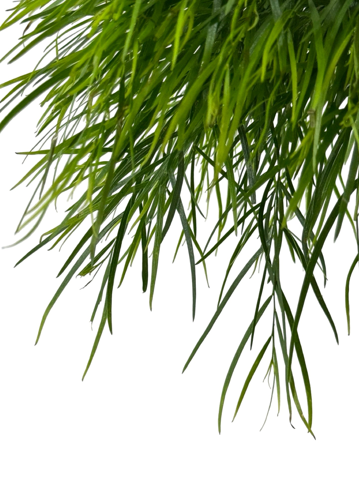 Acacia cognata 'Cousin ltt' - Shrubs