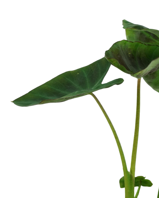 Colocasia esculenta 'Aloha'