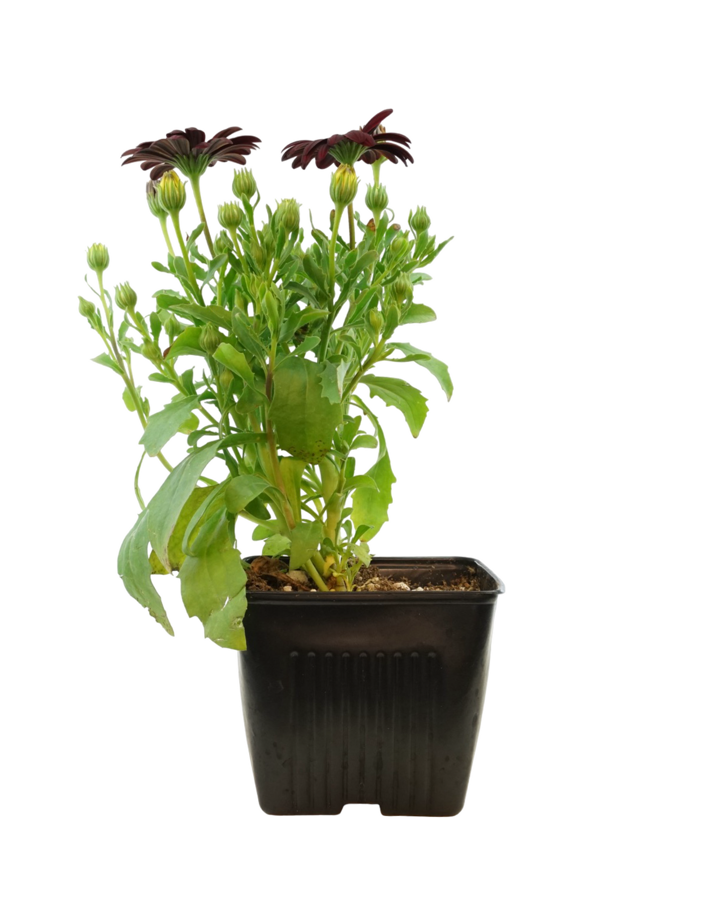 Osteospermum 'Serenity Red'
