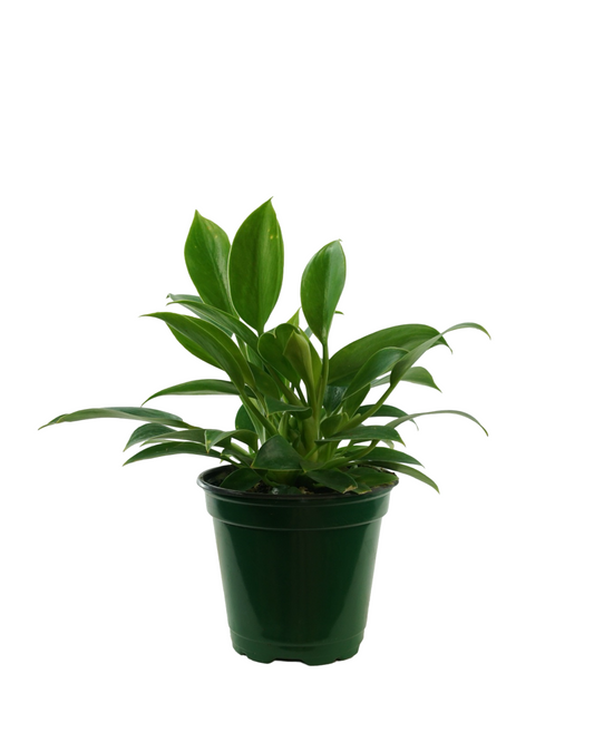 Philodendron selloum (Green Princess) - House Plants