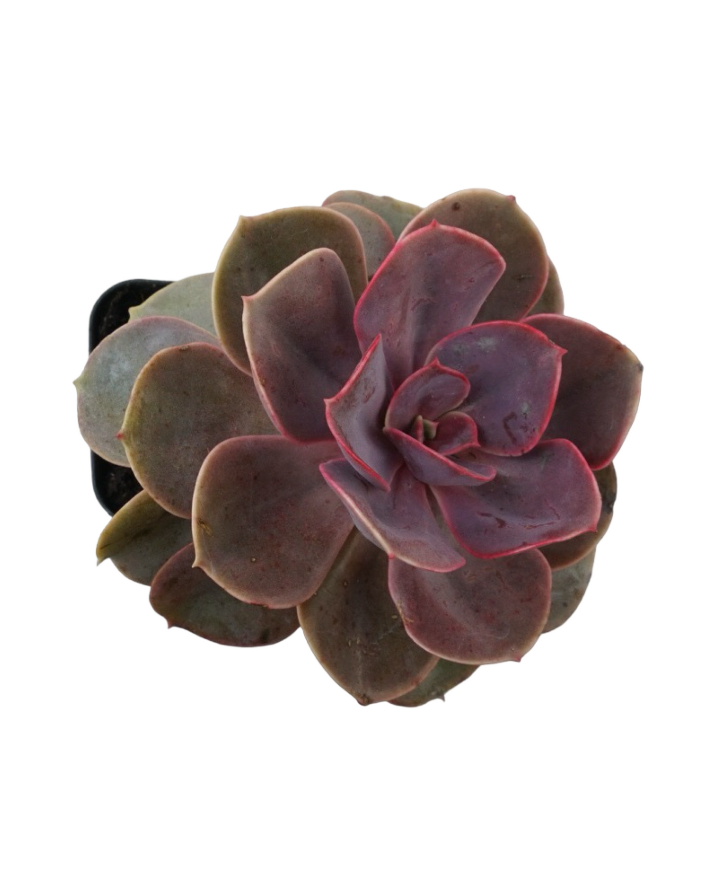 Echeveria 'Red Sky'