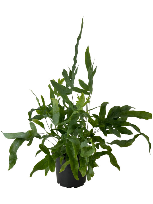 Phlebodium aureum 'Blue Star' - House Plants