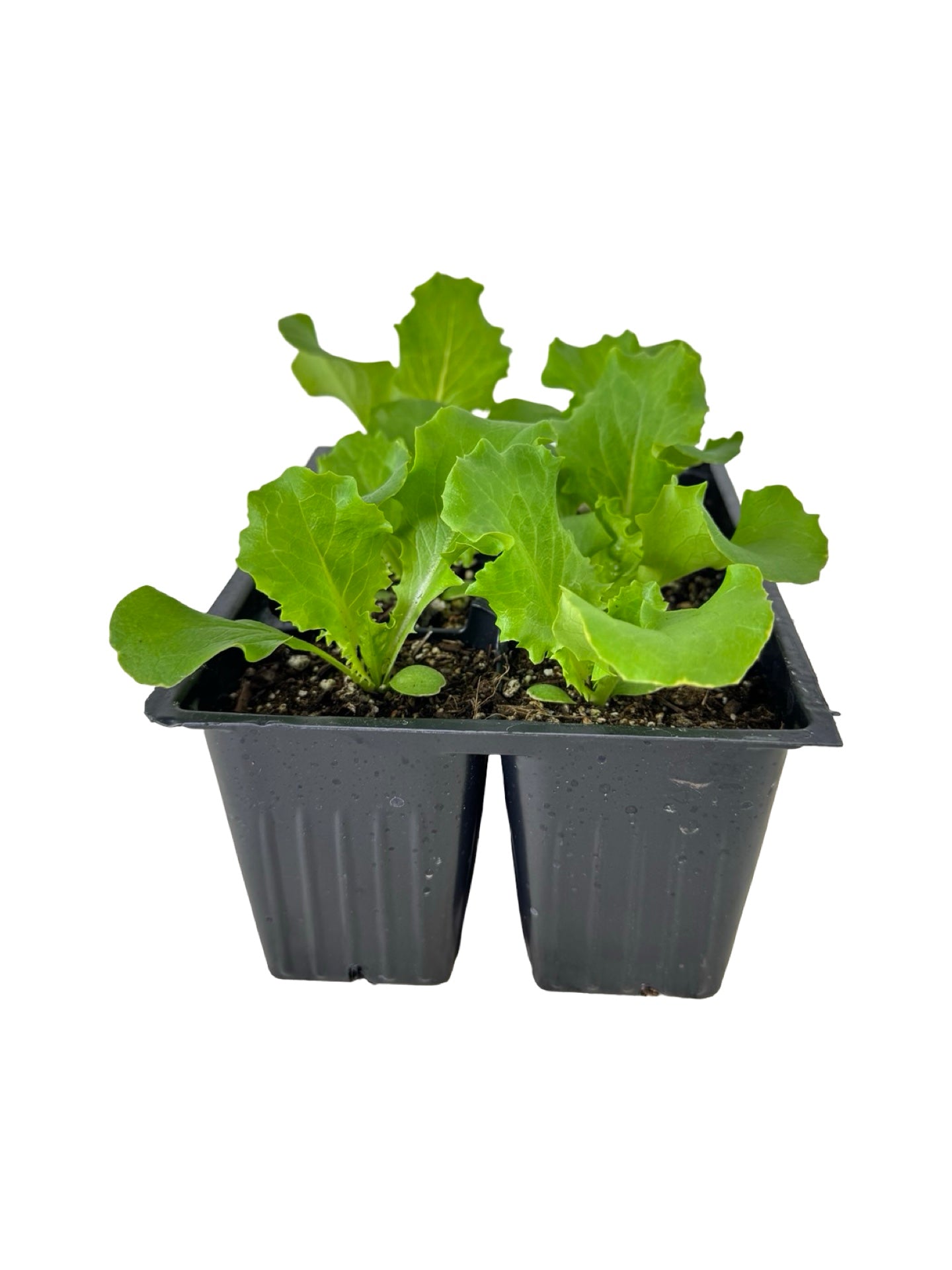 Lettuce 'Green Leaf' Organic - Herbs and Vegetables