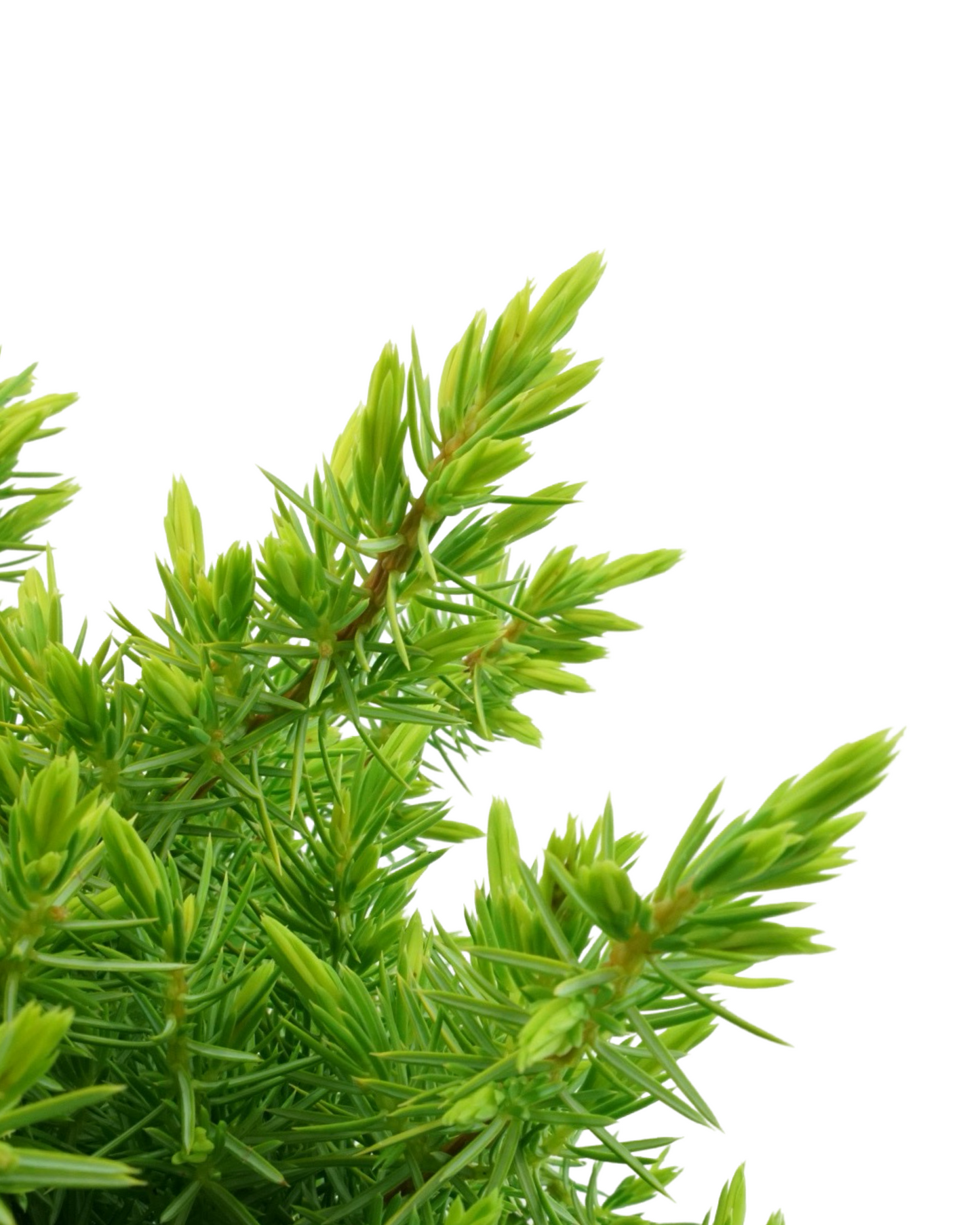 Juniperus conferta 'All Gold'
