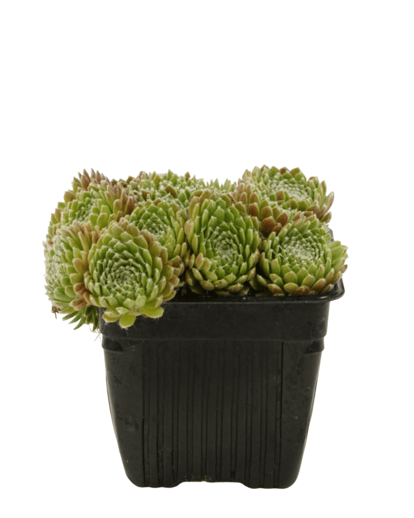 Sempervivum 'Mike' - The Garden Corner