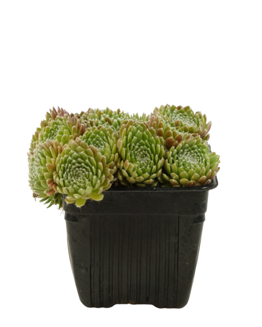 Sempervivum 'Mike'
