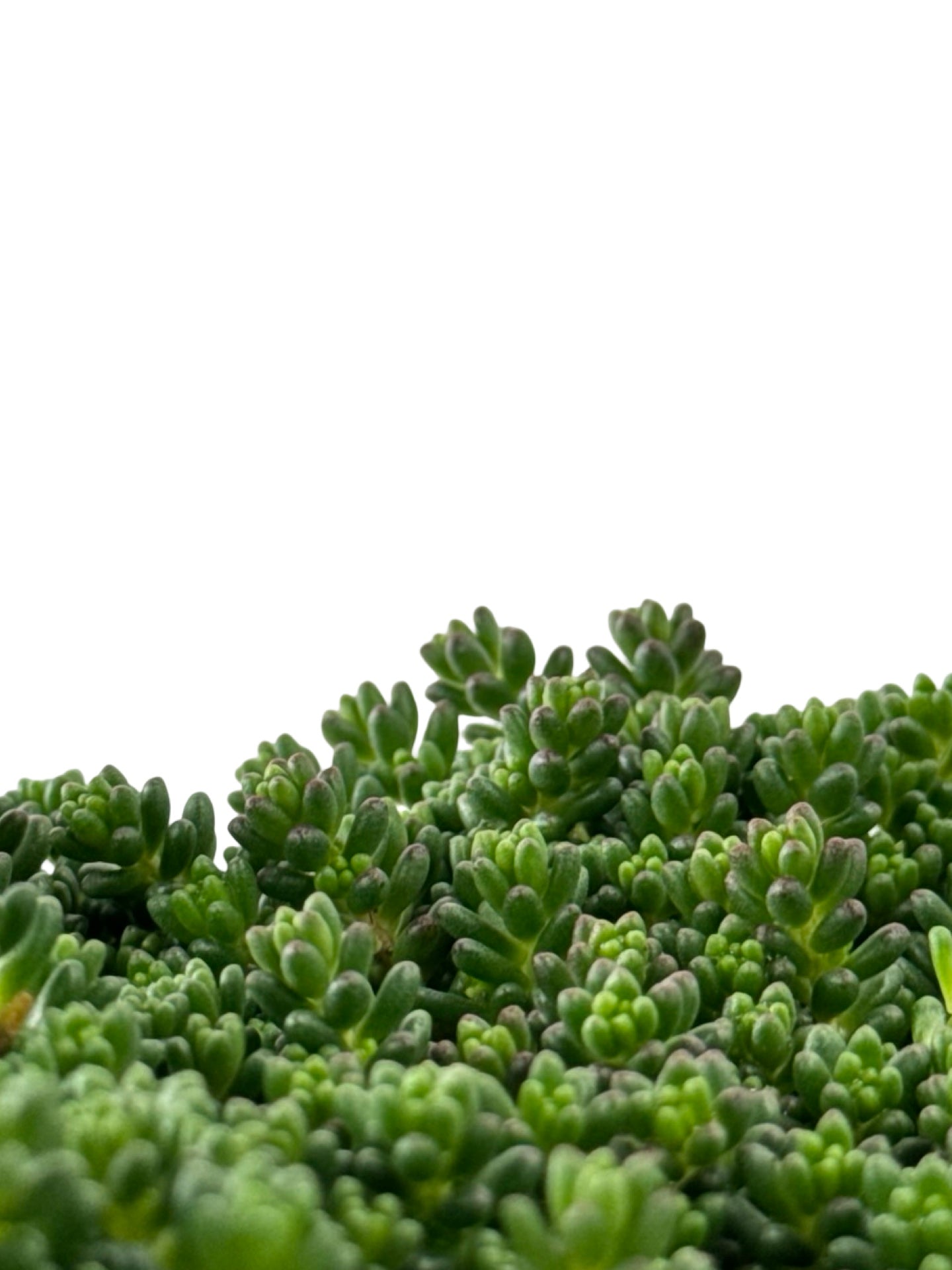 Sedum album 'Orange Ice' - Groundcovers