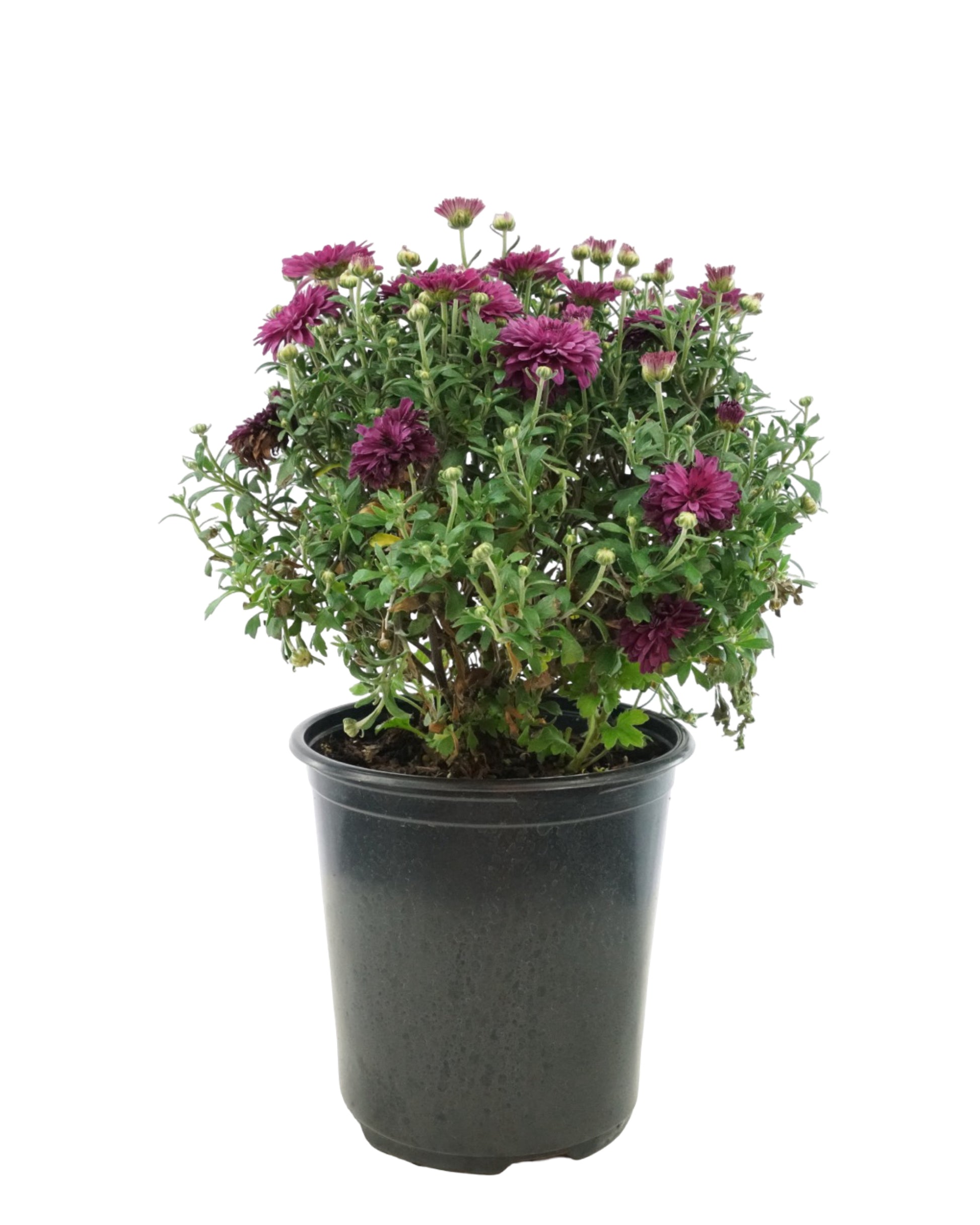 Chrysanthemum 'Patty Purple' - Seasonal Plant