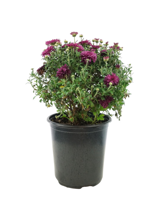 Chrysanthemum 'Patty Purple' - Seasonal Plant