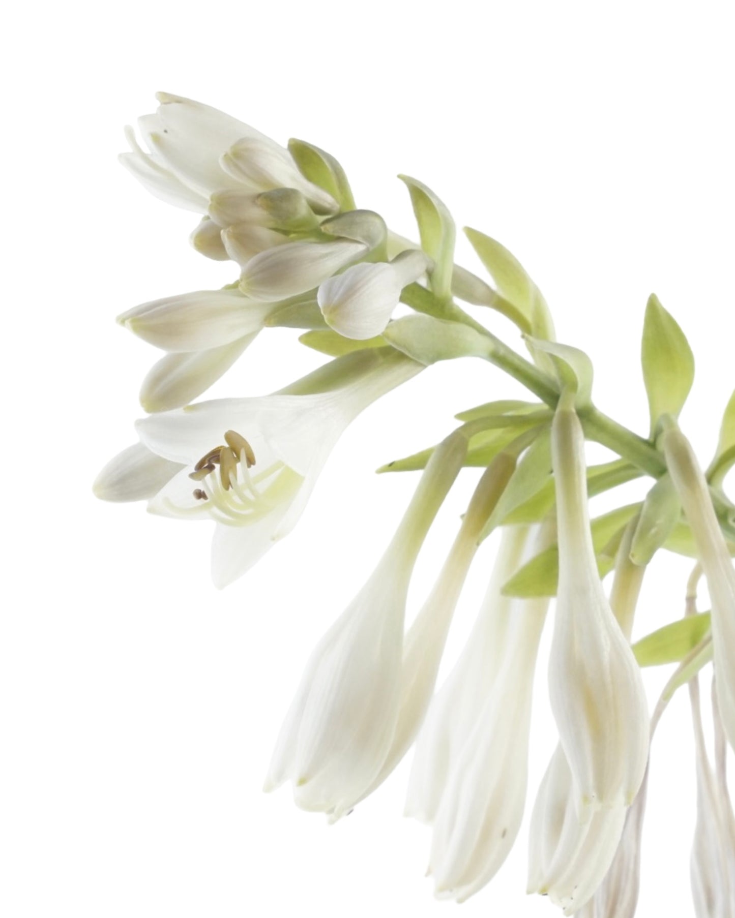 Hosta 'City Lights' - The Garden Corner