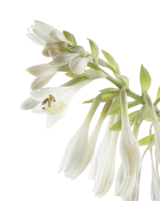 Hosta 'City Lights' - The Garden Corner