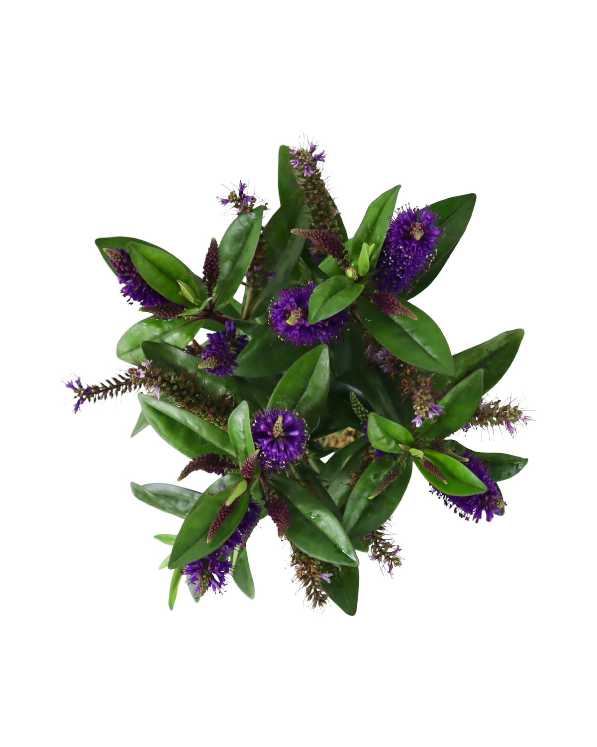 Hebe x hybrida Donna® 'Dark Purple' - Shrubs