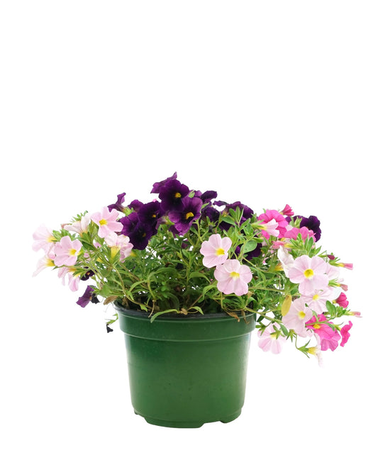 Calibrachoa 'Confetti Garden® Hawaiian Flamingo' - Annuals