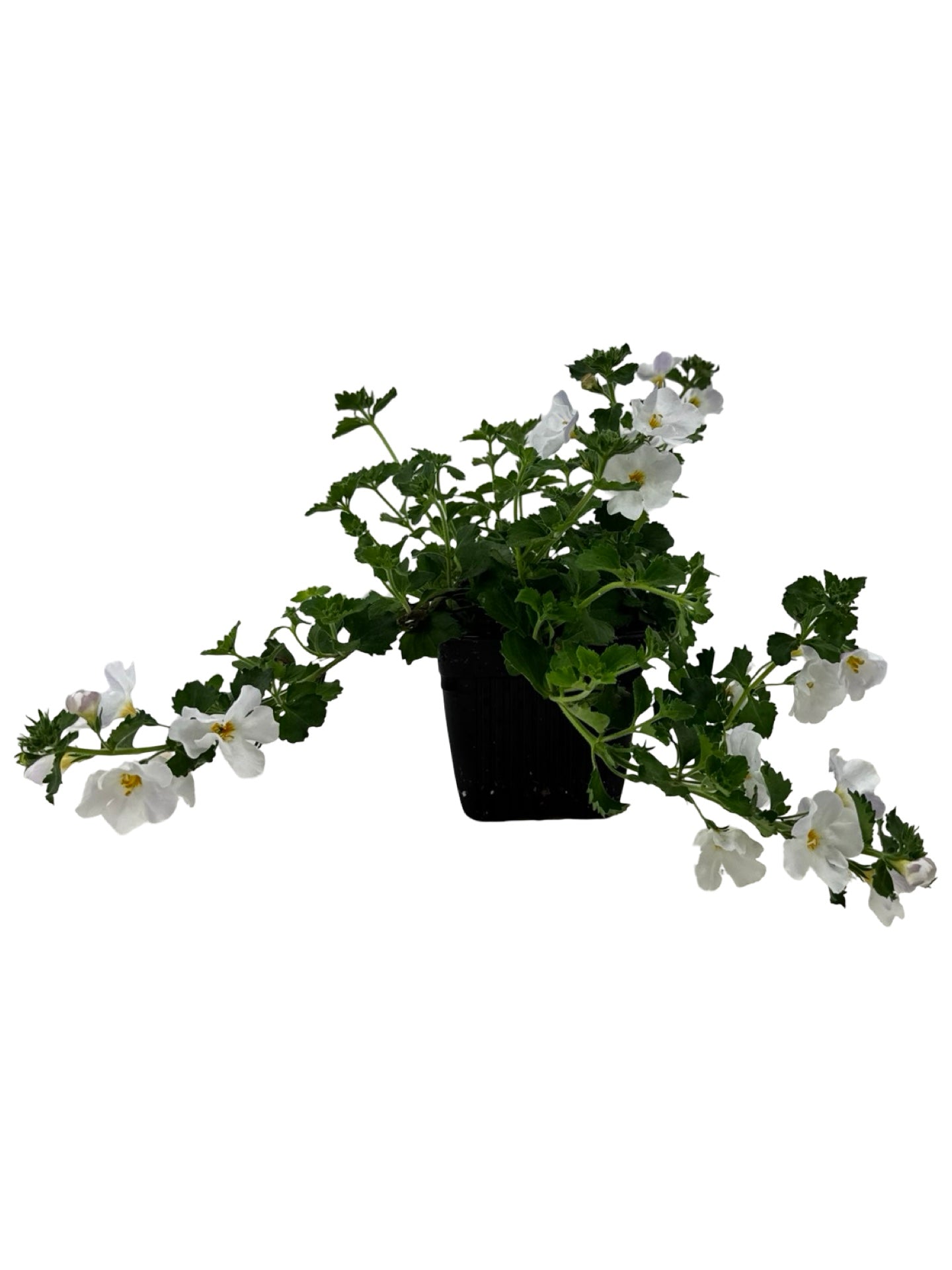 Bacopa 'Calypso Jumbo White' - Annuals