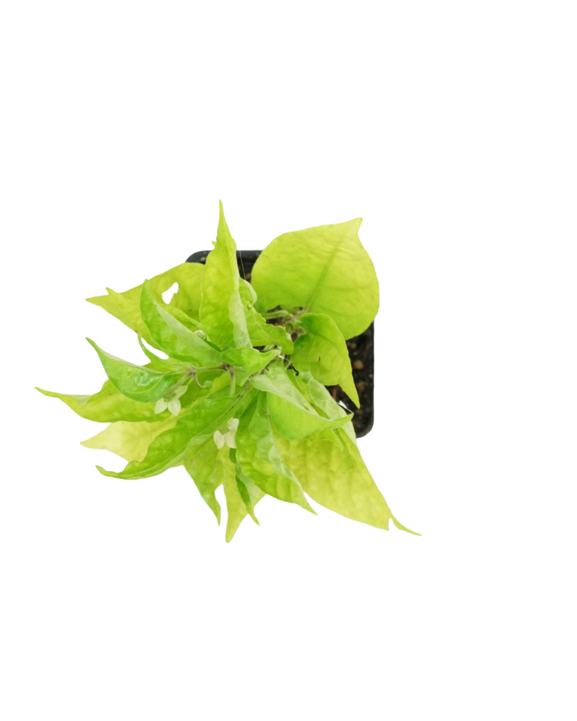 Pepper 'Carolina Reaper' - Herbs and Vegetables